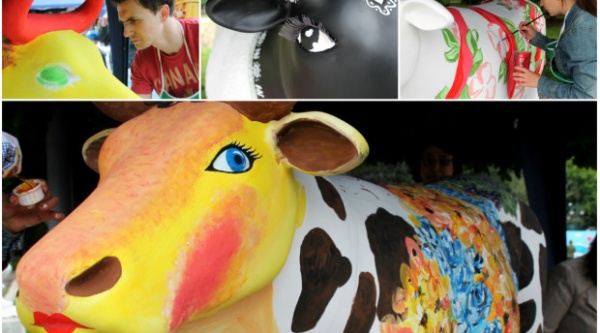 Фестиваль коров